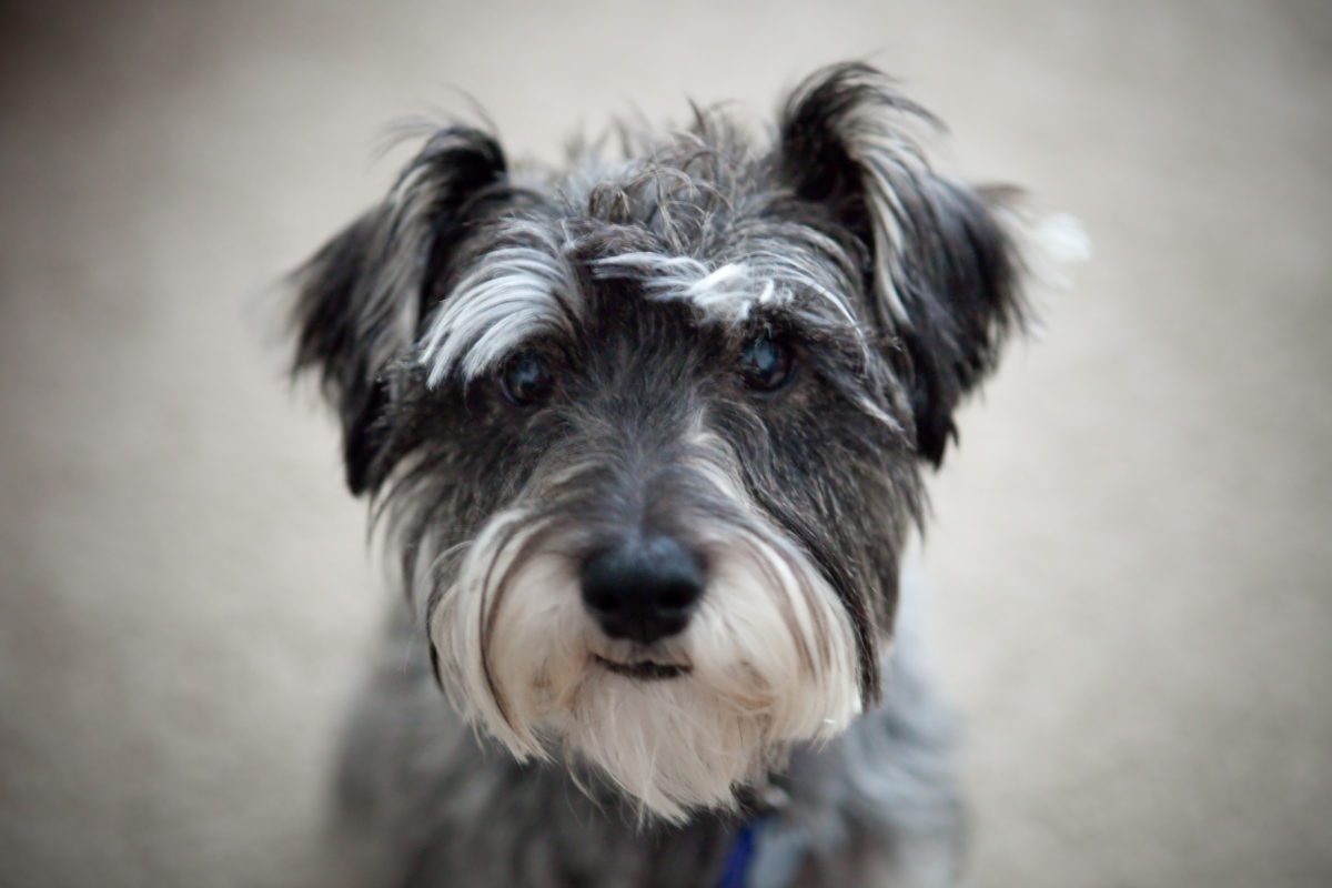 A Schnauzer at a Smorgasbord of Spew - Kuyperian Commentary